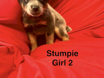 Purebred Blue Heeler Puppies