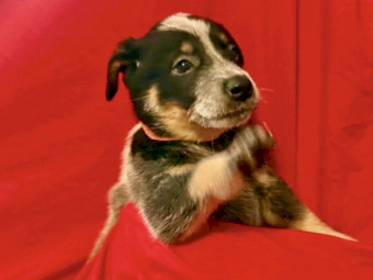 Purebred Blue Heeler Puppies