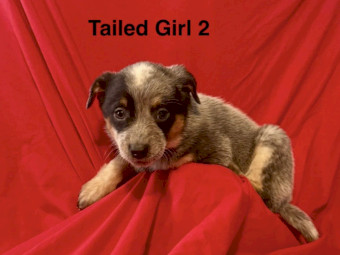 Purebred Blue Heeler Puppies
