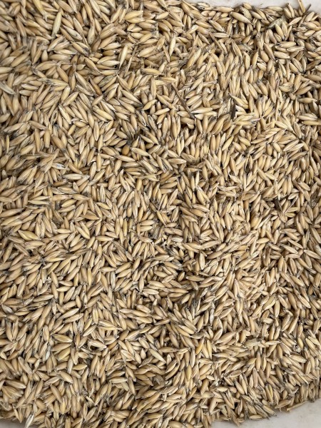 Bannister oats