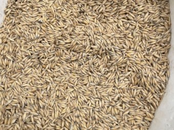 Bannister oats