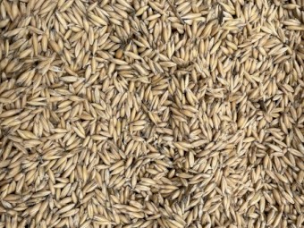 Bannister oats