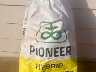 30kg Canola PY428R Seed