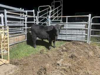 Lowline Bulls x 4