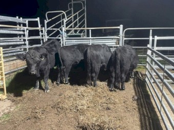 Lowline Bulls x 4