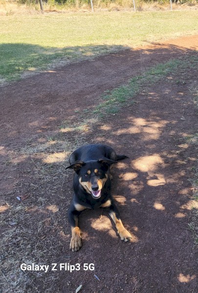 Female Kelpie Dog