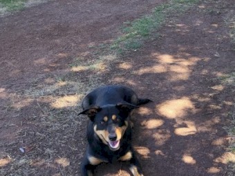 Female Kelpie Dog