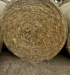 1000 x Pasture Hay 5x4 Round Bales