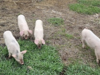 Pigs for sale