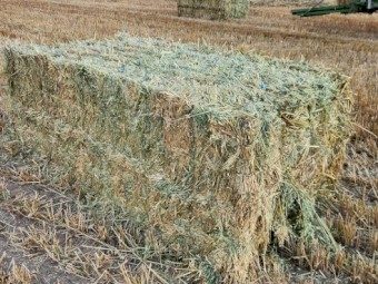 750mt Oaten Hay 640kg 8x4x3 Bales