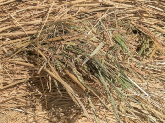 200 x Oaten/Ryegrass 380-400kg Round Bales