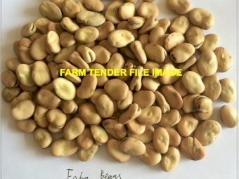200mt Faba Beans