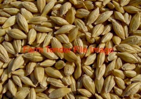 7.5MT Maximus Barley Seed