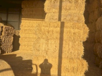 500mt Oaten Barley Hay 750-800kg 8x4x3 Bales