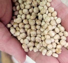 Bateman Lupins
