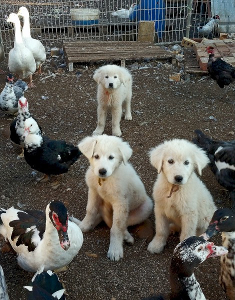 Maremma Livestock Guardian Dog Pups