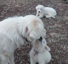 Maremma Livestock Guardian Dog Pups