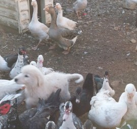 Maremma Livestock Guardian Dog Pups