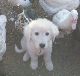 Maremma Livestock Guardian Dog Pups