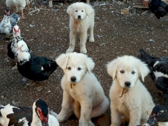 Maremma Livestock Guardian Dog Pups