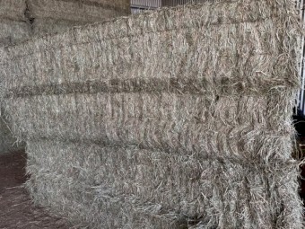 Rhodes Grass Hay 8x4x3 Bales