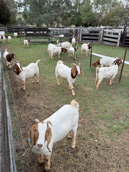 Boer Goats