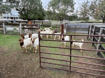 Boer Goats