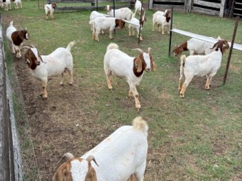 Boer Goats