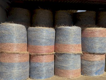 300 x Native Grass Rolls