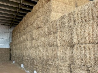 715mt Wheaten Hay 650kg 8x4x3 Bales