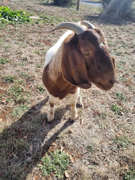 1 x Boer Buck