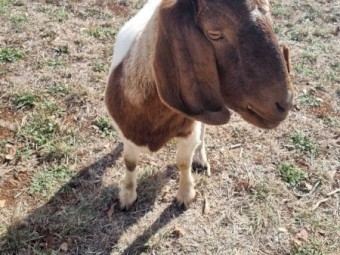 1 x Boer Buck