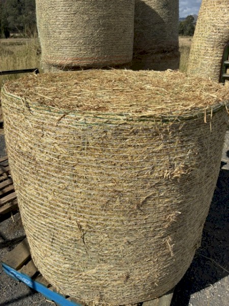 4x4 Shedded Beardless Barley- large heavy bales