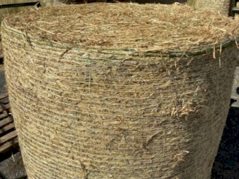 4x4 Shedded Beardless Barley- large heavy bales