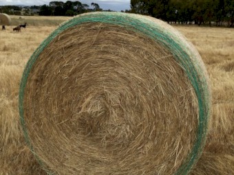 75 x Annual Ryegrass Hay Rolls