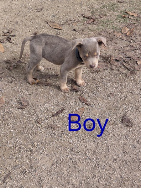 Kelpie Pups x 7
