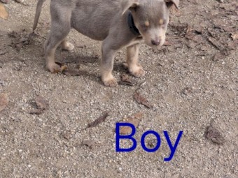 Kelpie Pups x 7
