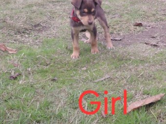 Kelpie Pups x 7