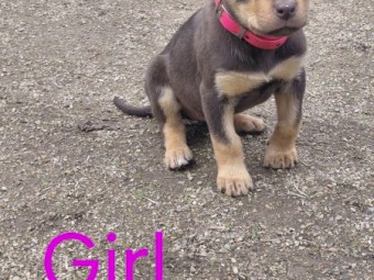 Kelpie Pups x 7
