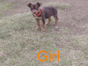 Kelpie Pups x 7