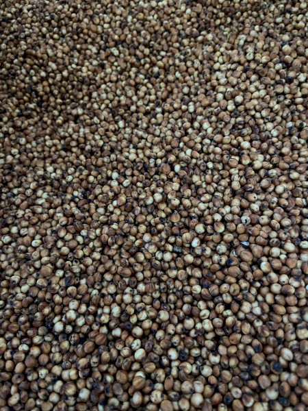 Sorghum Grain For Stockfeed