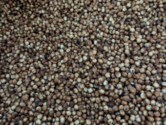 Sorghum Grain For Stockfeed