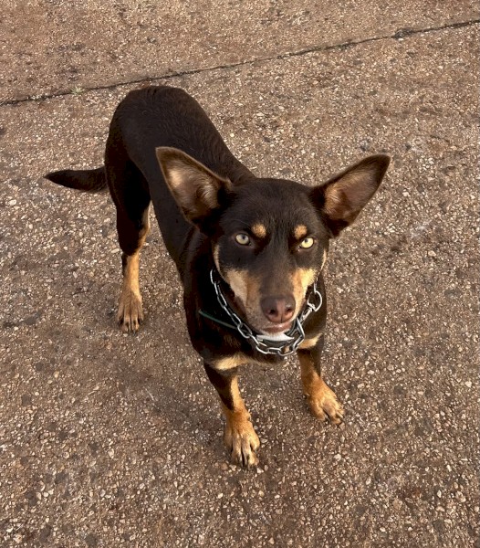 Female Kelpie