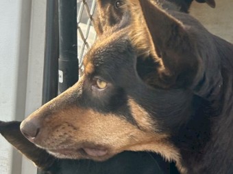 Female Kelpie