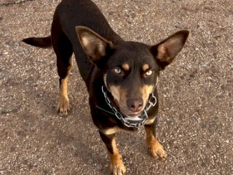 Female Kelpie