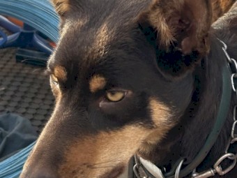 Female Kelpie