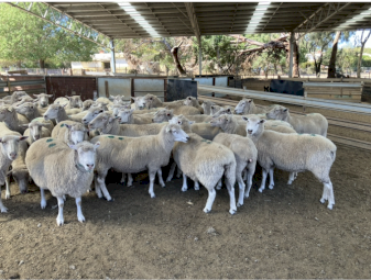 286 four year old Composite Ewes SIL to WS