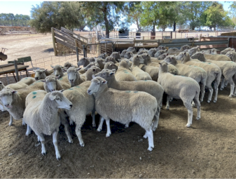 286 four year old Composite Ewes SIL to WS