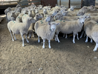 286 four year old Composite Ewes SIL to WS