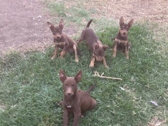 Kelpie Pups x 3